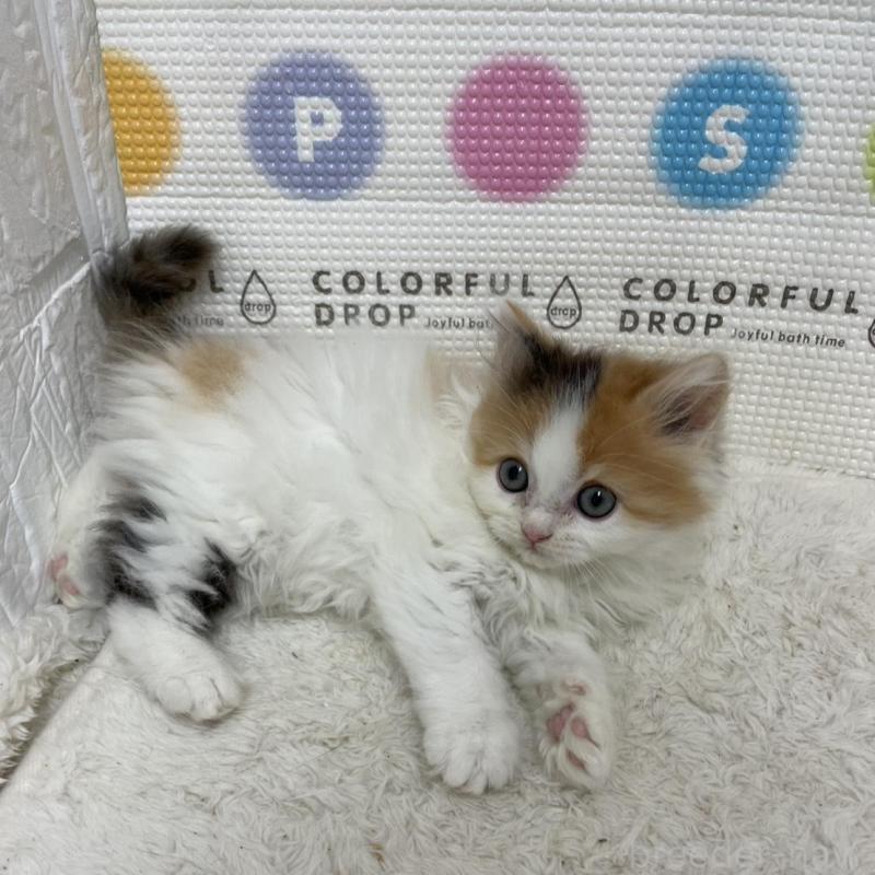 販売中の鳥取県のミヌエット-133841の3枚目