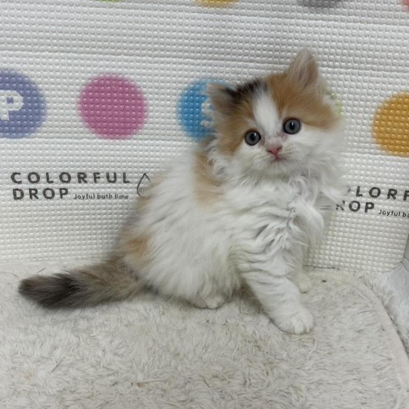 販売中の鳥取県のミヌエット-133841の2枚目