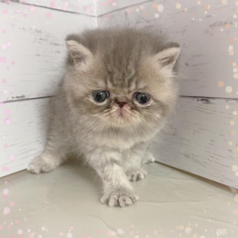 販売中の東京都のエキゾチックショートヘア-133843の5枚目