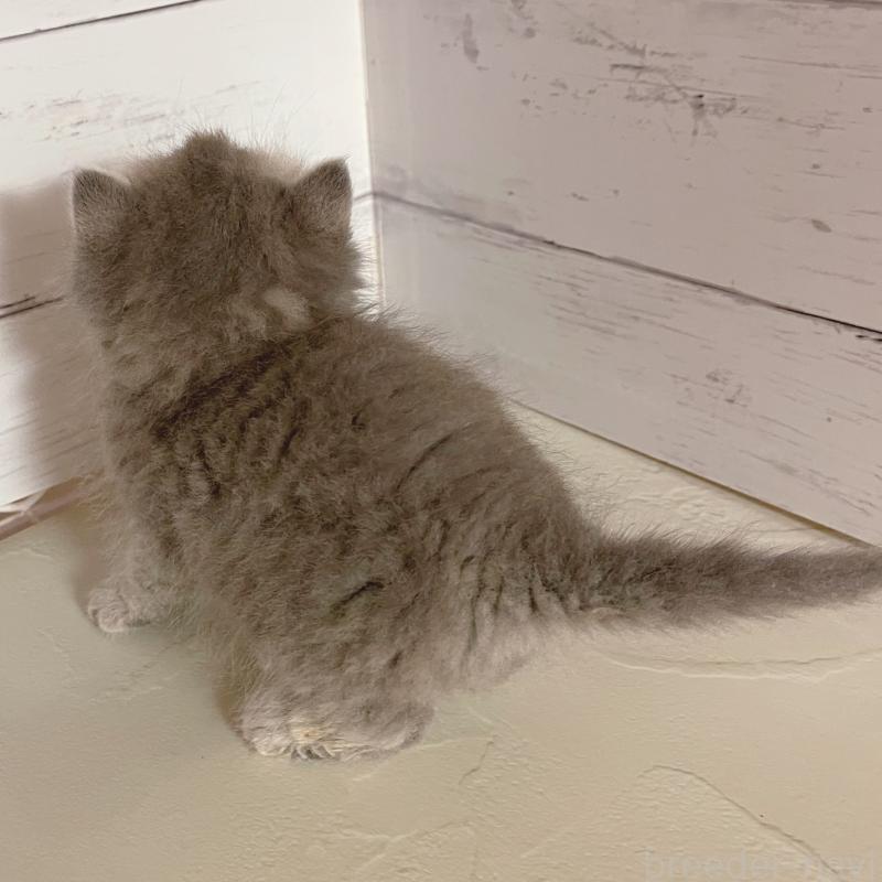 販売中の東京都のエキゾチックショートヘア-133843の4枚目