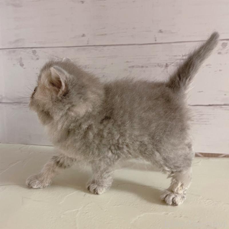 販売中の東京都のエキゾチックショートヘア-133843の2枚目