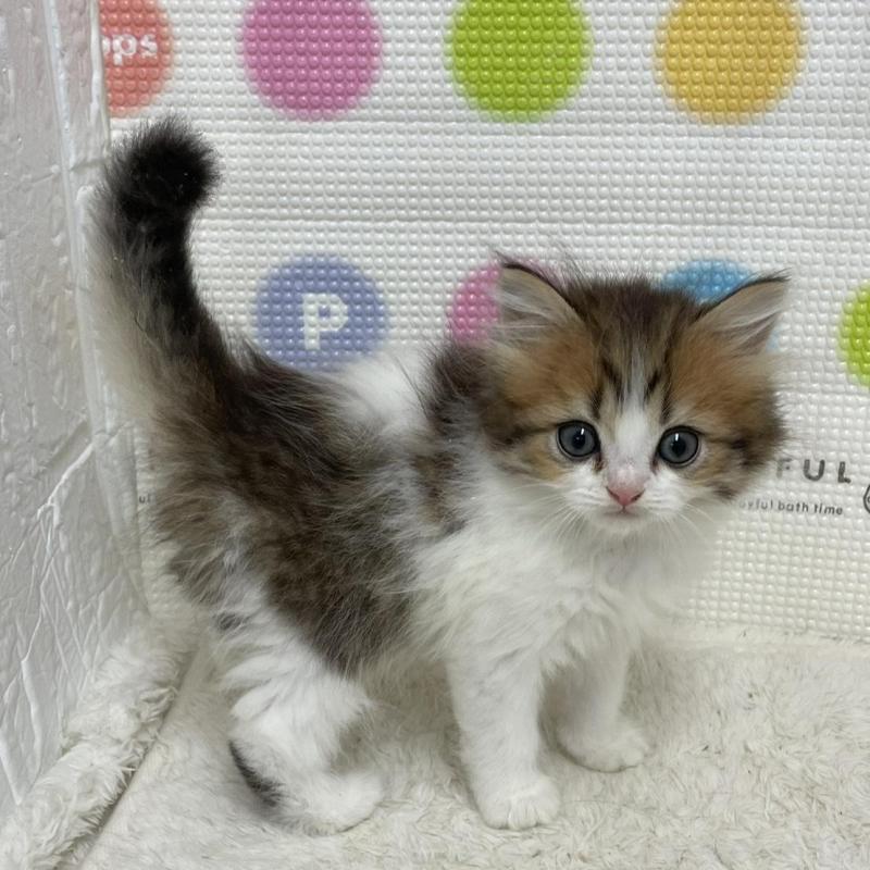 販売中の鳥取県のミヌエット-133844の8枚目