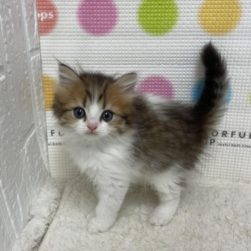 販売中の鳥取県のミヌエット-133844の7枚目