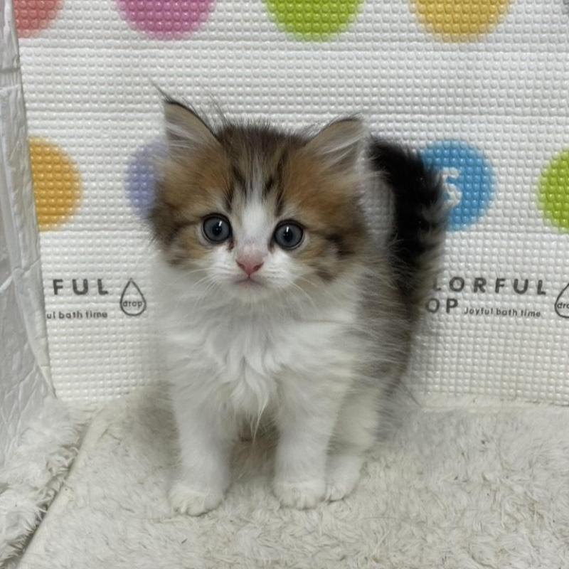 販売中の鳥取県のミヌエット-133844の6枚目