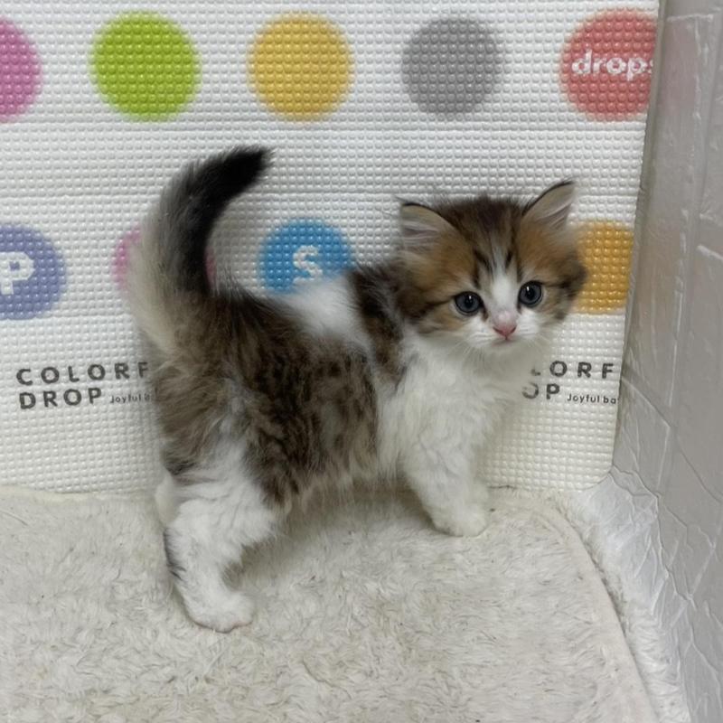 販売中の鳥取県のミヌエット-133844の5枚目