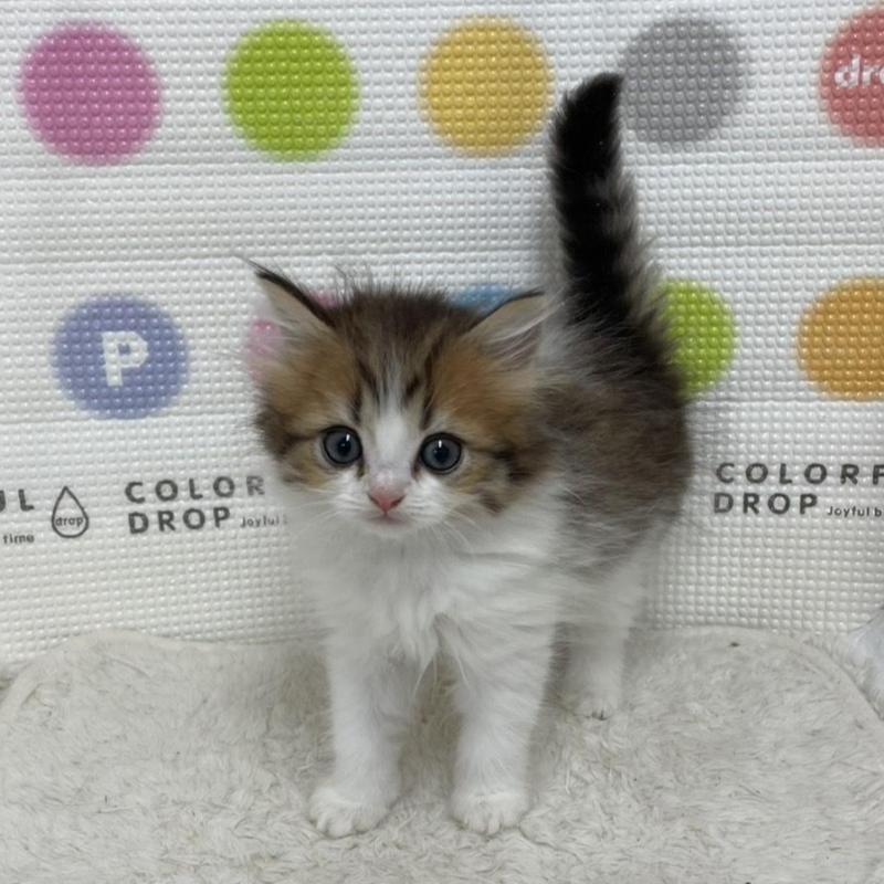 販売中の鳥取県のミヌエット-133844