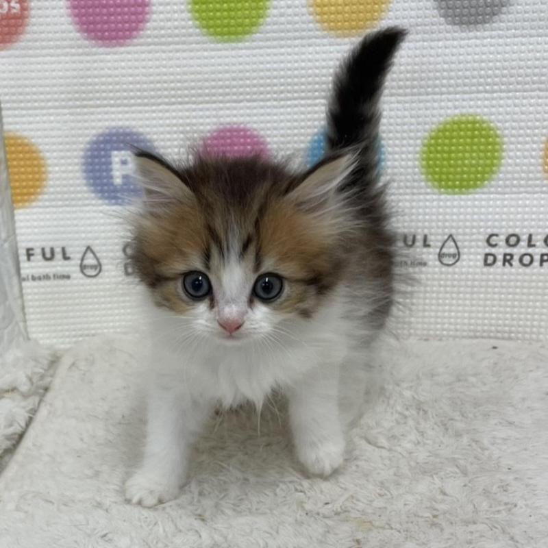 販売中の鳥取県のミヌエット-133844の4枚目