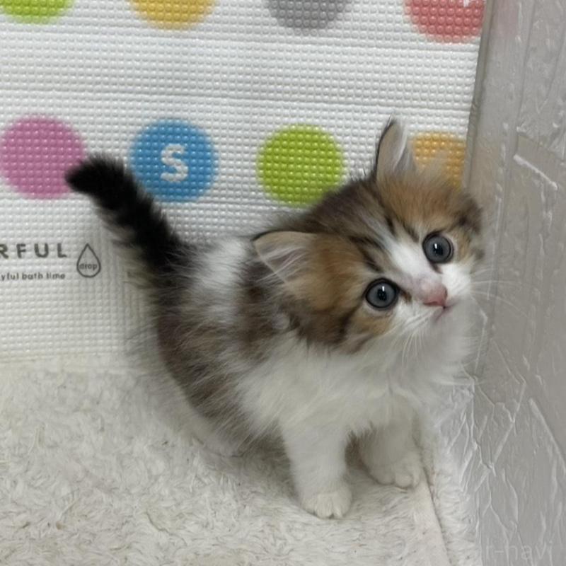 販売中の鳥取県のミヌエット-133844の3枚目