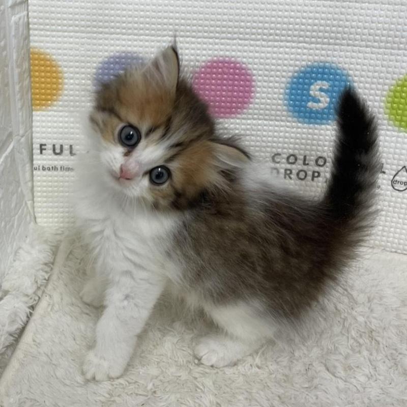 販売中の鳥取県のミヌエット-133844の2枚目