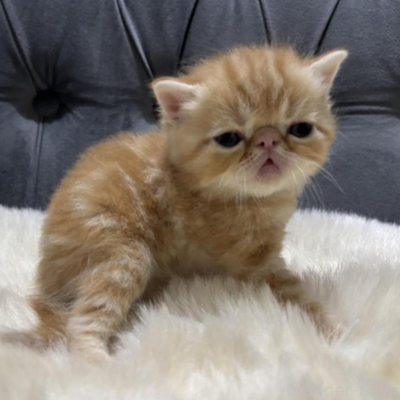 販売中の鹿児島県のエキゾチックショートヘア-133845の6枚目