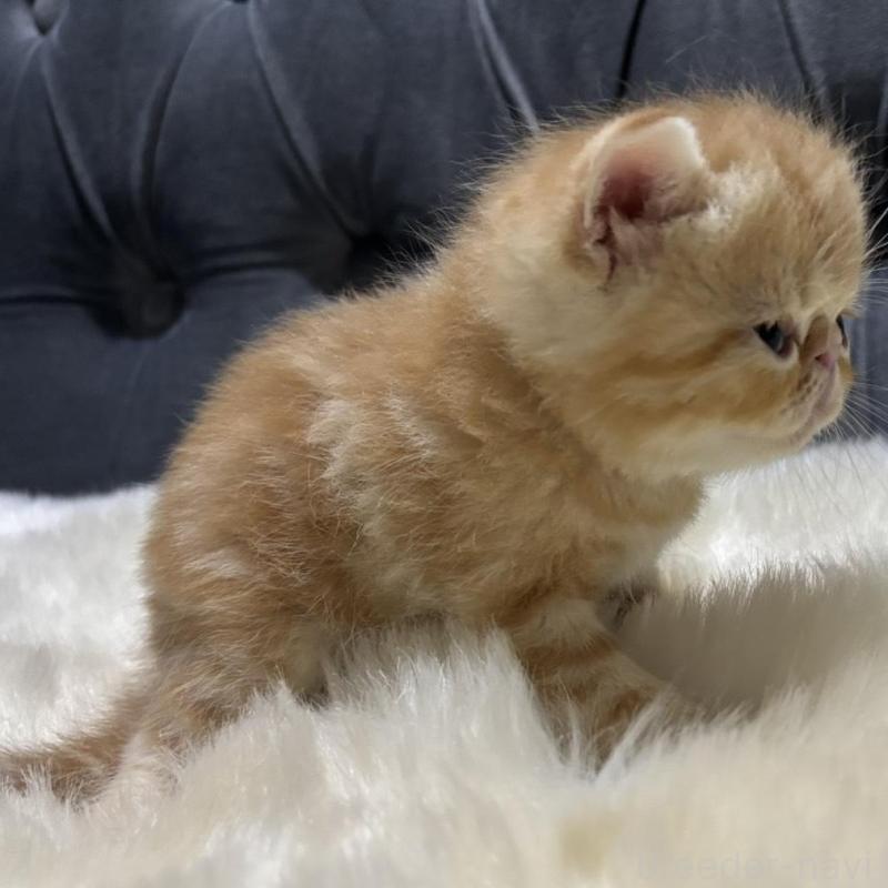 販売中の鹿児島県のエキゾチックショートヘア-133845の5枚目