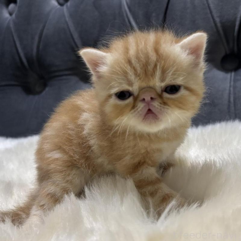 販売中の鹿児島県のエキゾチックショートヘア-133845の4枚目