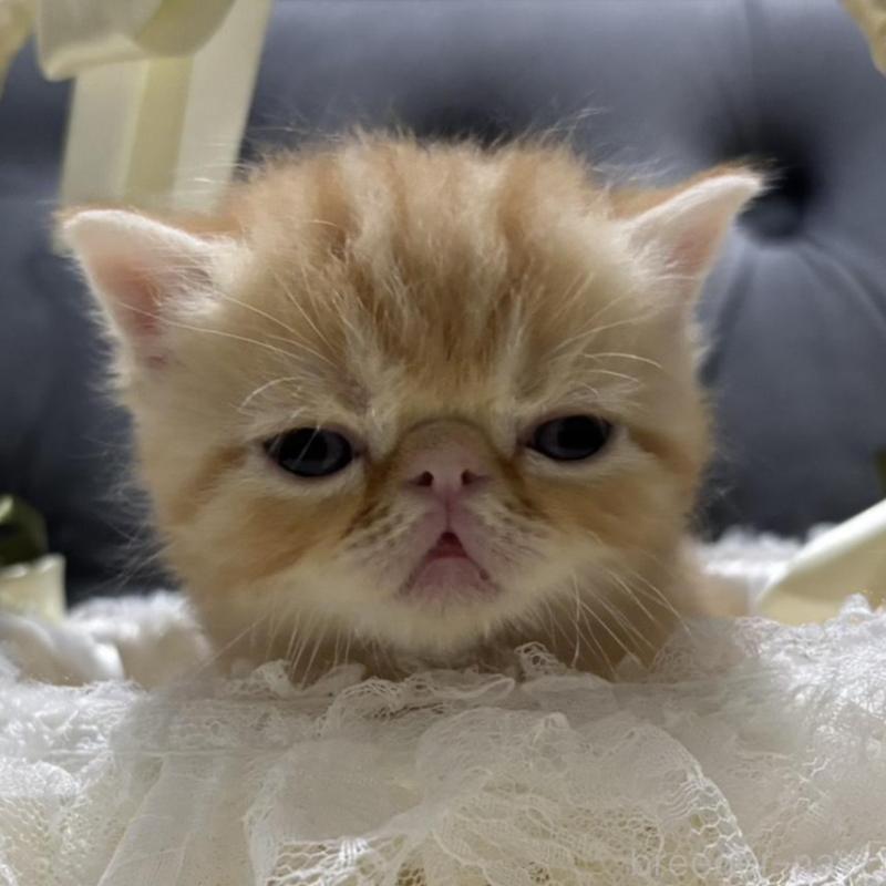 販売中の鹿児島県のエキゾチックショートヘア-133845の3枚目