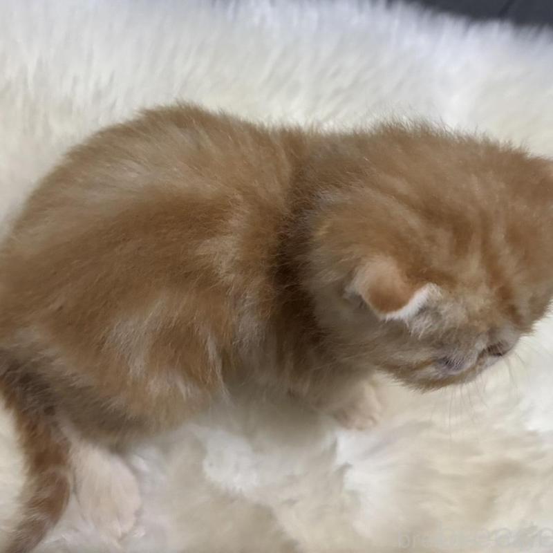 販売中の鹿児島県のエキゾチックショートヘア-133845の2枚目