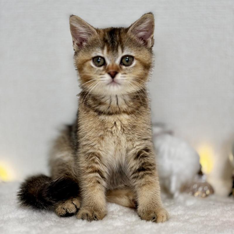 販売中の埼玉県のマンチカン-130897