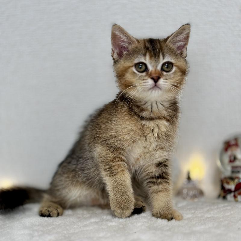 販売中の埼玉県のマンチカン-130897の5枚目