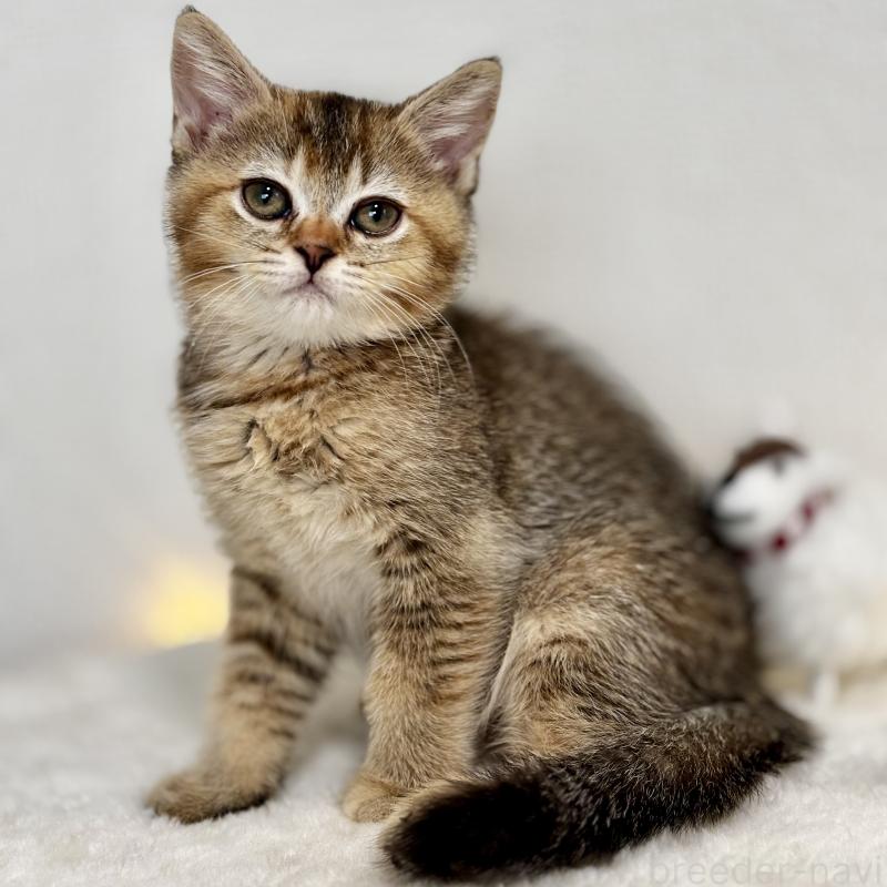 販売中の埼玉県のマンチカン-130897の4枚目