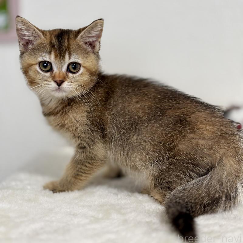 販売中の埼玉県のマンチカン-130897の3枚目