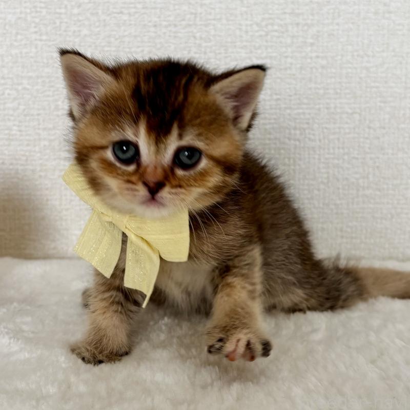 販売中の埼玉県のマンチカン-130897の2枚目