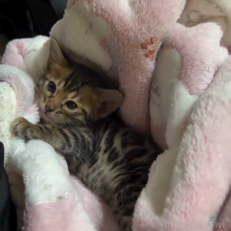 販売中の群馬県のベンガル-133846の6枚目