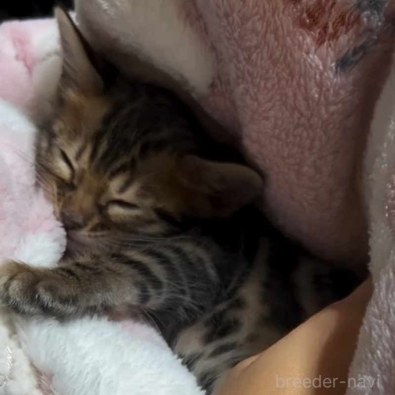 販売中の群馬県のベンガル-133846の5枚目