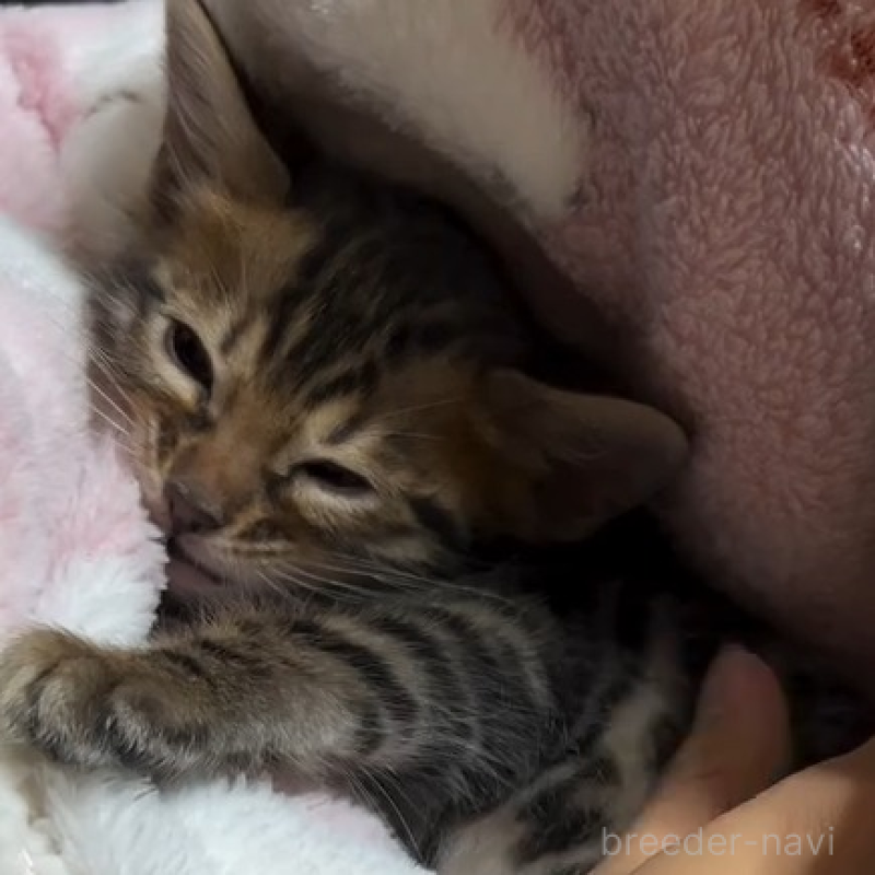 販売中の群馬県のベンガル-133846の4枚目