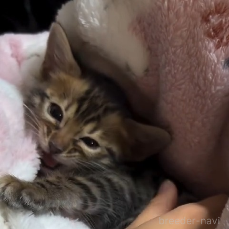 販売中の群馬県のベンガル-133846の3枚目