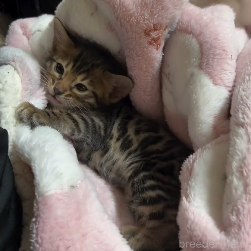 販売中の群馬県のベンガル-133846の2枚目