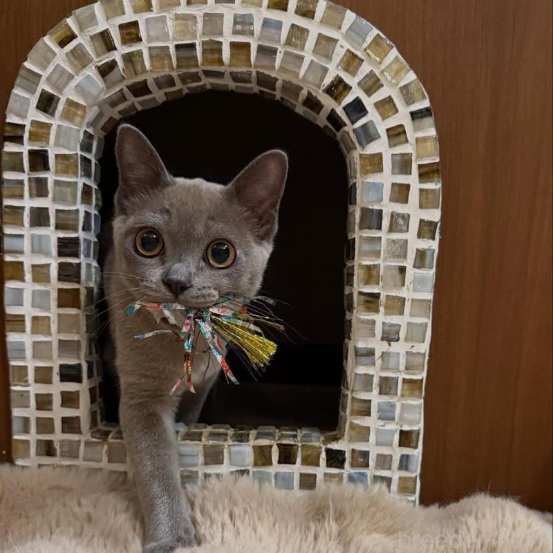 販売中の兵庫県のアメリカンバーミーズ-133847の2枚目