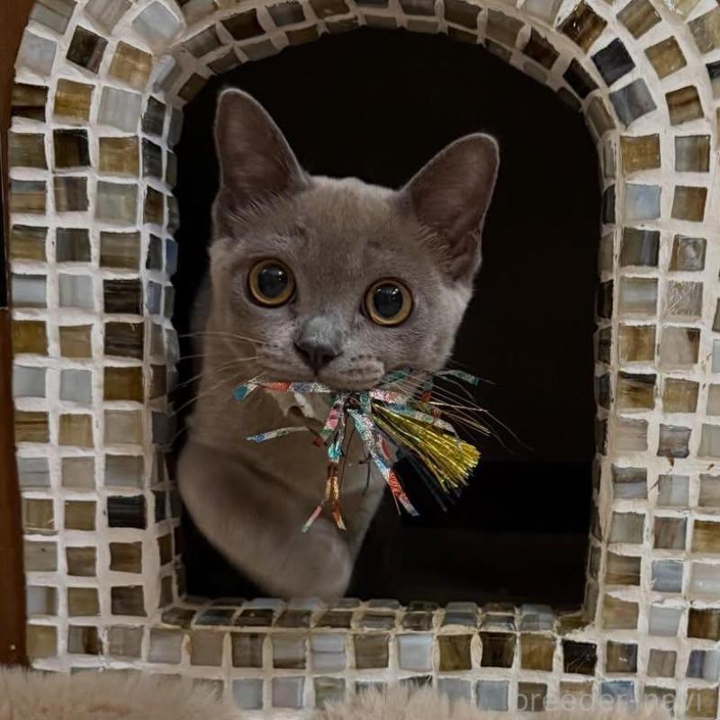 販売中の兵庫県のアメリカンバーミーズ-133847の1枚目