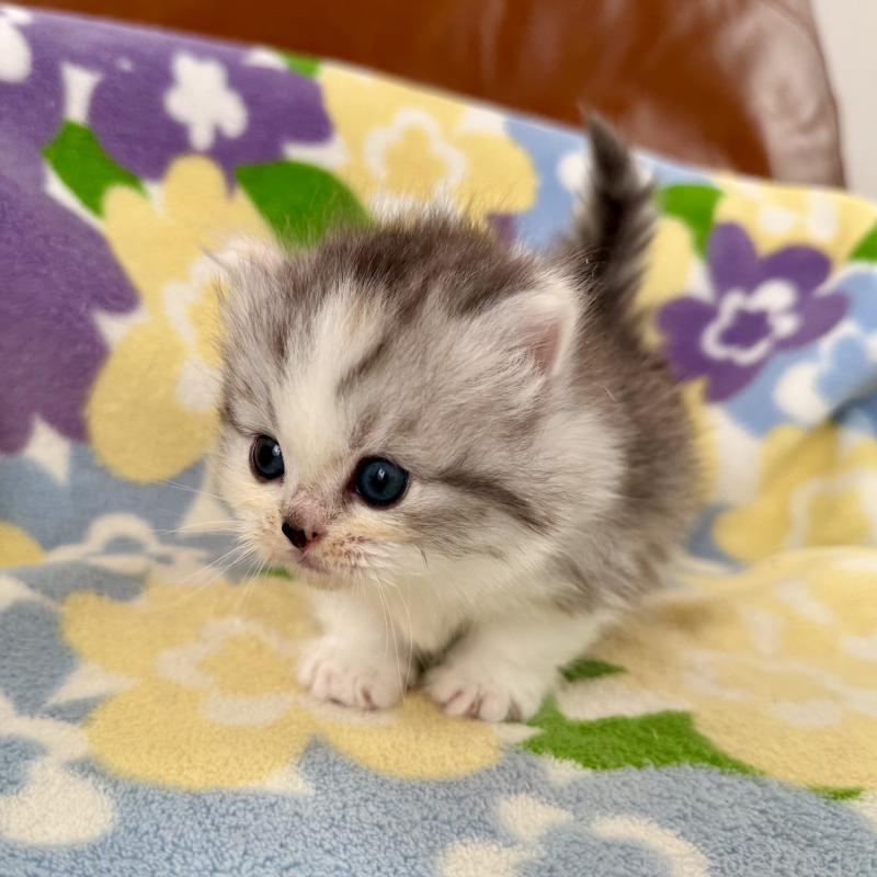 成約済の神奈川県のマンチカン-133625の9枚目