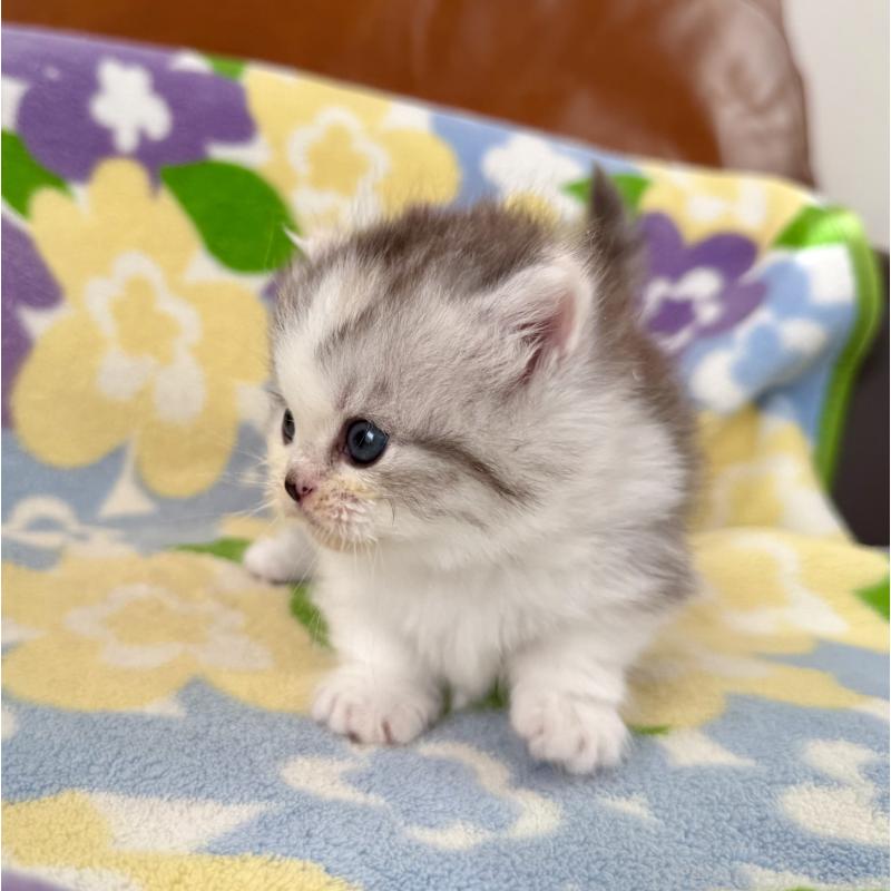 成約済の神奈川県のマンチカン-133625の8枚目