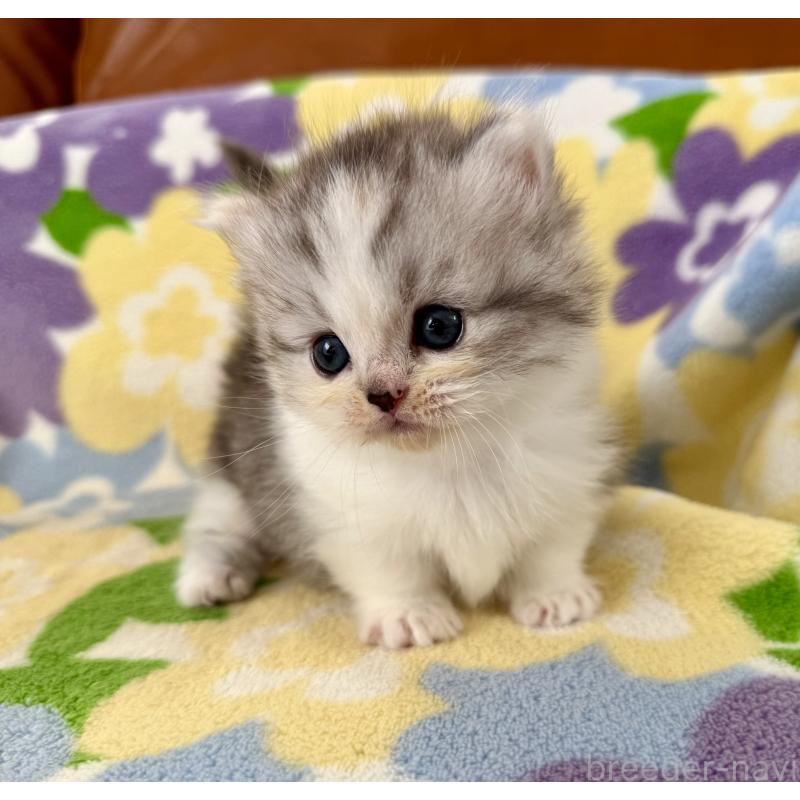 販売中の神奈川県のマンチカン-133625