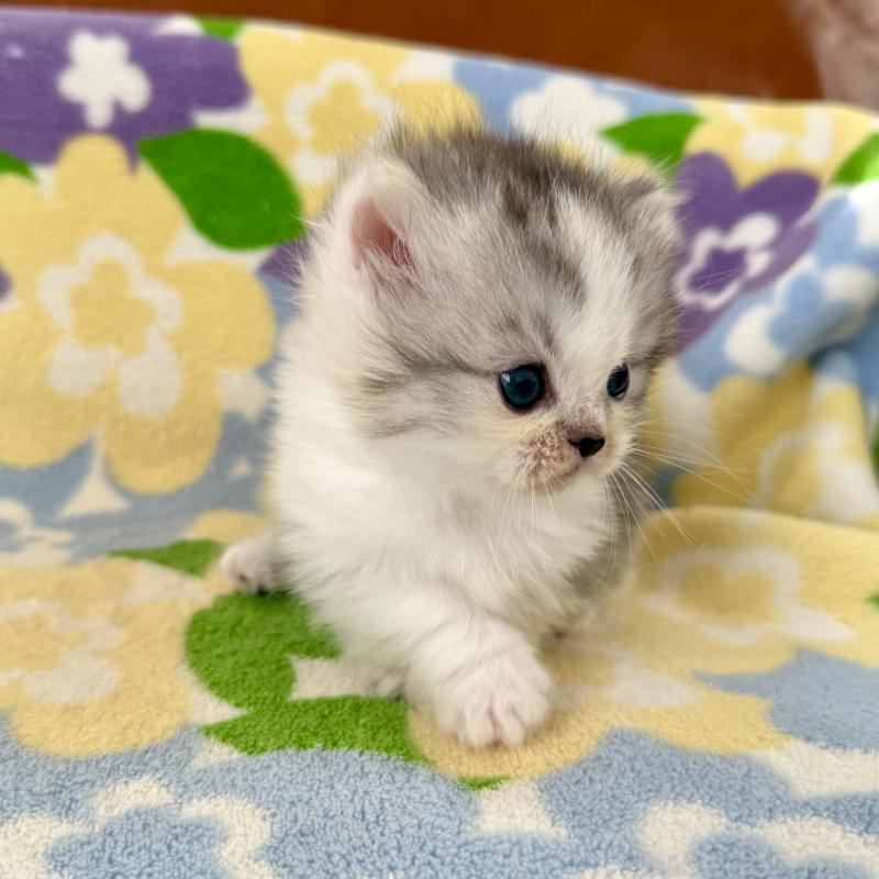 成約済の神奈川県のマンチカン-133625の7枚目