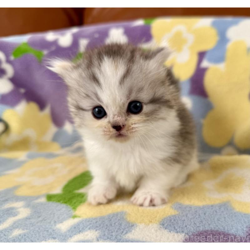 成約済の神奈川県のマンチカン-133625の6枚目