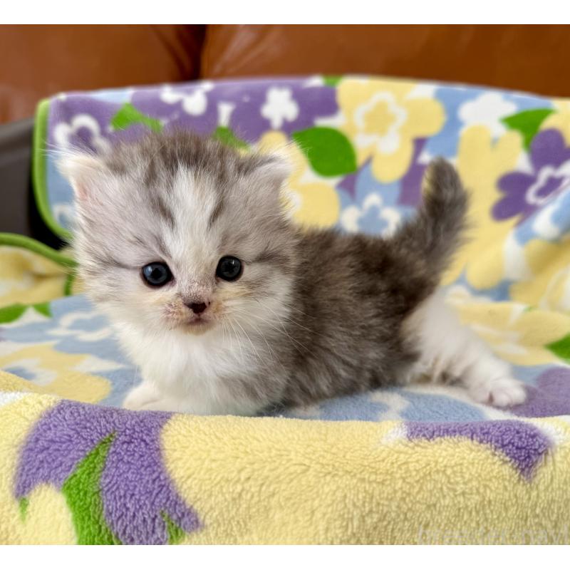 成約済の神奈川県のマンチカン-133625の5枚目