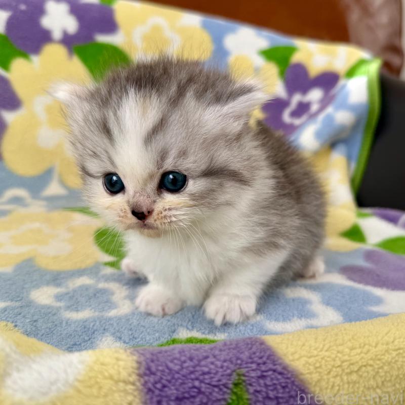 成約済の神奈川県のマンチカン-133625の4枚目