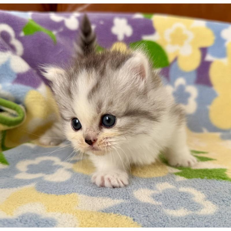 成約済の神奈川県のマンチカン-133625の3枚目