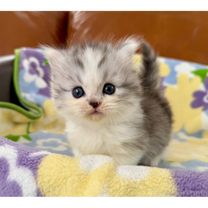 成約済の神奈川県のマンチカン-133625の2枚目