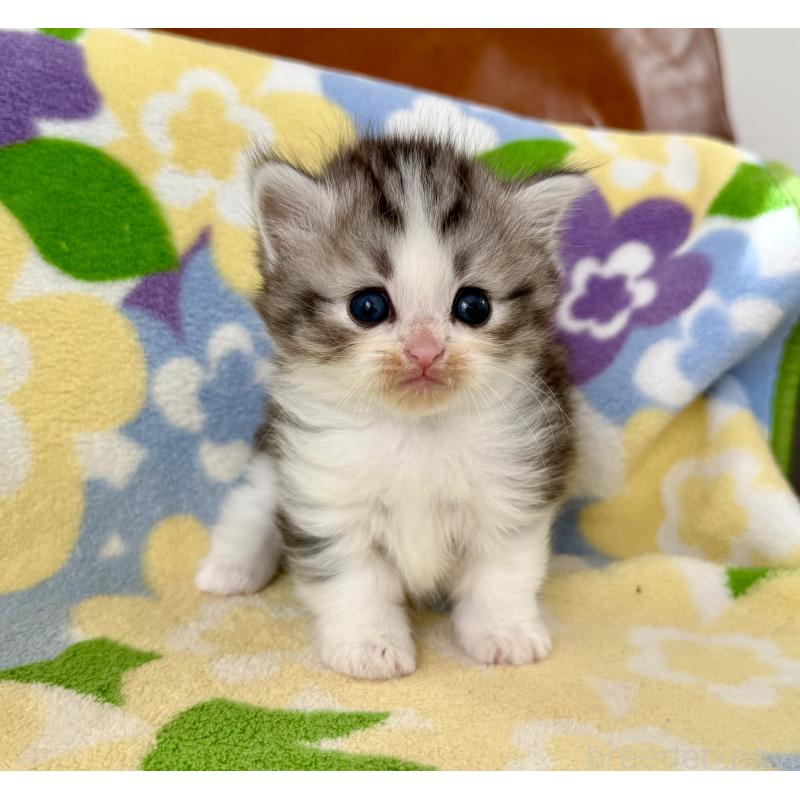 成約済の神奈川県のマンチカン-133627の9枚目