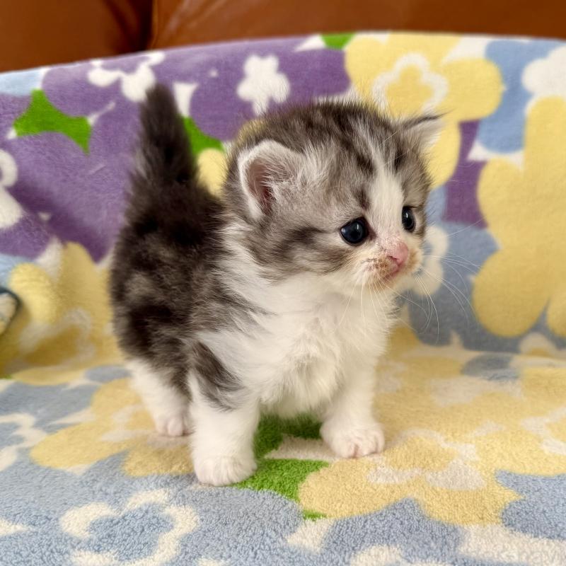 成約済の神奈川県のマンチカン-133627の8枚目