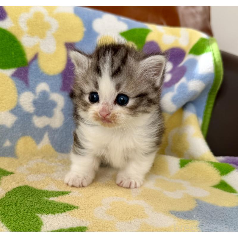 成約済の神奈川県のマンチカン-133627の7枚目