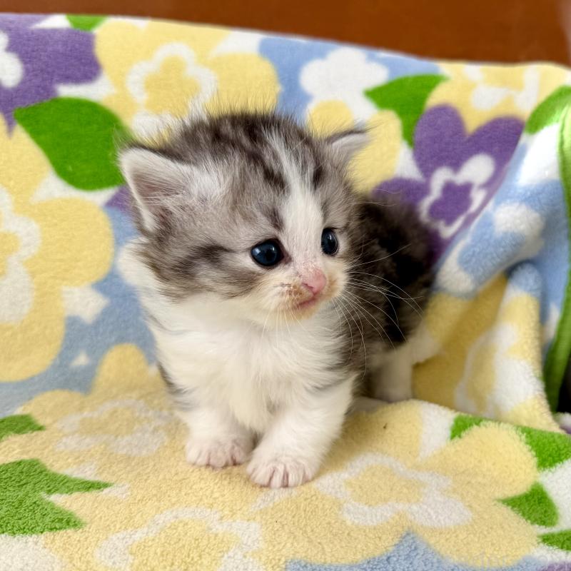 成約済の神奈川県のマンチカン-133627の6枚目