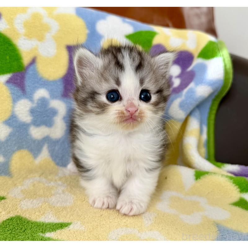 販売中の神奈川県のマンチカン-133627