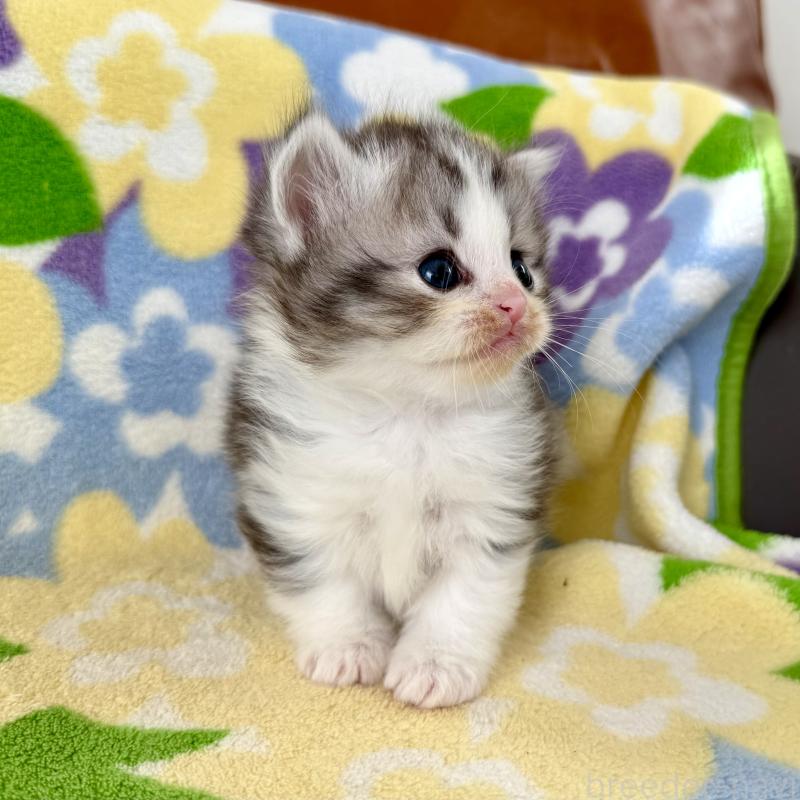 成約済の神奈川県のマンチカン-133627の4枚目