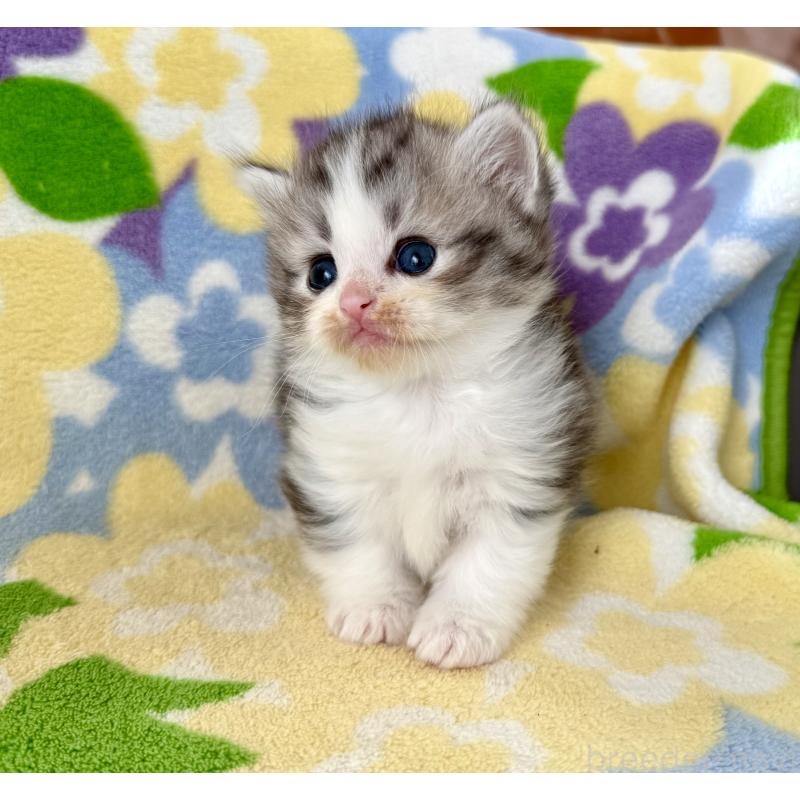 成約済の神奈川県のマンチカン-133627の3枚目