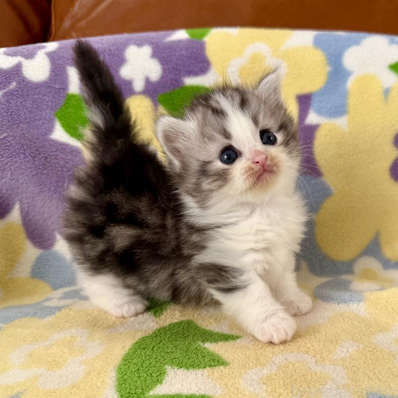 成約済の神奈川県のマンチカン-133627の2枚目