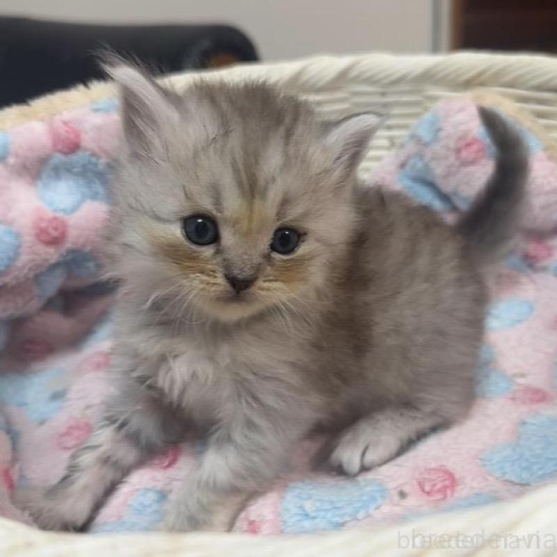 販売中の京都府のマンチカン-133848の4枚目