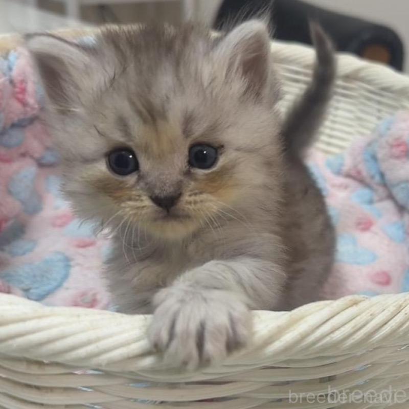 販売中の京都府のマンチカン-133848の1枚目