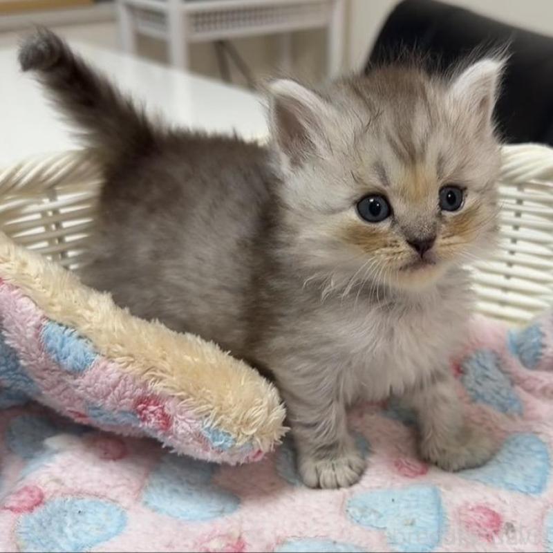 販売中の京都府のマンチカン-133848の3枚目